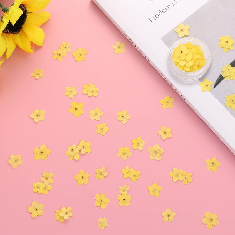 DREMISI Forget Me Not Dried Flowers, 50Pcs Don't Forget Me Dried Flowers Natural Dried Pressed Flowers with Forceps for Resin Jewelry Making Candle Nail Art Flower Ornaments Paper Making Supplies - Image 4